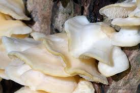 Attēlu rezultāti vaicājumam “Climacodon septentrionalis”