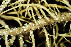 Attēlu rezultāti vaicājumam “Usnea subfloridana”