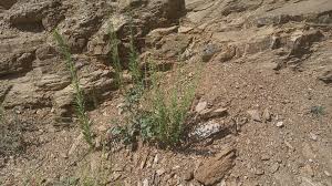 Image result for Chenopodium botrys