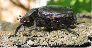 Attēlu rezultāti vaicājumam “Osmoderma barnabita imago”