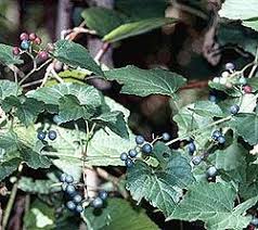 Attēlu rezultāti vaicājumam “Ampelopsis glandulosa var. brevipedunculata”