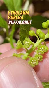 Attēlu rezultāti vaicājumam “Santalaceae”