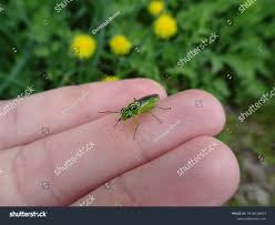 Attēlu rezultāti vaicājumam “Rhogogaster viridis”