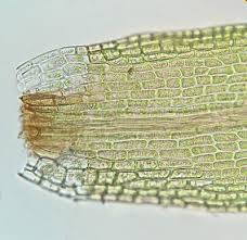 Attēlu rezultāti vaicājumam “Dicranum montanum”