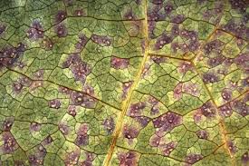 Attēlu rezultāti vaicājumam “Pucciniastrum areolatum”