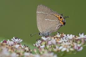 Attēlu rezultāti vaicājumam “Satyrium w-album underside”