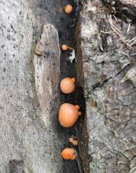 Attēlu rezultāti vaicājumam “Lycogala cf. fossiculatum sessile”