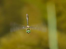 Attēlu rezultāti vaicājumam “Cordulia aenea”