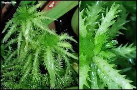 Attēlu rezultāti vaicājumam “Sphagnum teres”