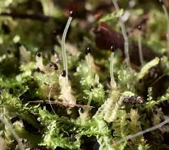 Attēlu rezultāti vaicājumam “Chiloscyphus”