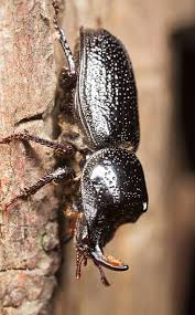Attēlu rezultāti vaicājumam “Sinodendron cylindricum male”