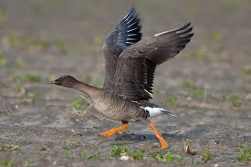 Attēlu rezultāti vaicājumam “Anser serrirostris”