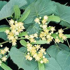 Attēlu rezultāti vaicājumam “Tilia x vulgaris”