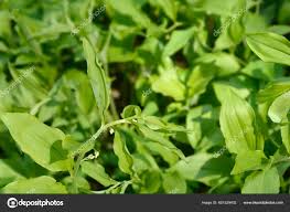 Attēlu rezultāti vaicājumam “Polygonatum multiflorum  leaf”