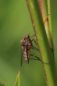 Attēlu rezultāti vaicājumam “Empis sp.”