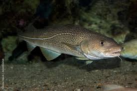 Image result for Gadus morhua