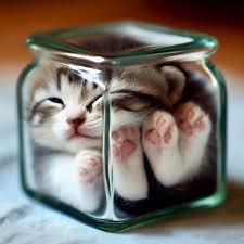 Kuvahaun tulos haulle bonsaikitten