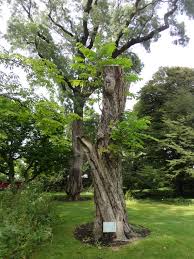 Attēlu rezultāti vaicājumam “Juglans ailanthifolia”