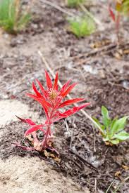 Attēlu rezultāti vaicājumam “Oenothera biennis leaf”