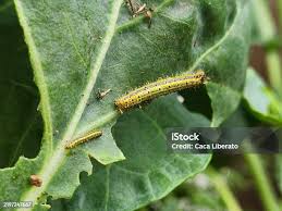 Attēlu rezultāti vaicājumam “Psyllobora vigintiduopunctata larva”