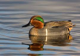 Attēlu rezultāti vaicājumam “Anas crecca”