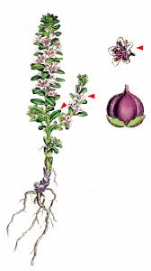 Attēlu rezultāti vaicājumam “Glaux maritima”