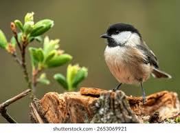 Attēlu rezultāti vaicājumam “Poecile montanus”