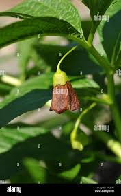Attēlu rezultāti vaicājumam “Scopolia carniolica flower”