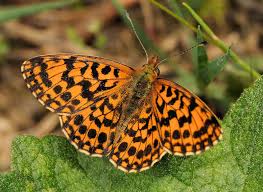 Attēlu rezultāti vaicājumam “Clossiana selene”