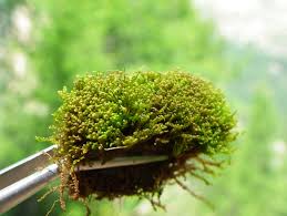 Attēlu rezultāti vaicājumam “Odontoschisma sphagni”