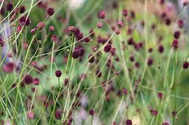 Attēlu rezultāti vaicājumam “Sanguisorba officinalis flower”