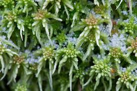 Attēlu rezultāti vaicājumam “Sphagnum russowii”