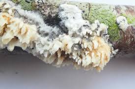 Attēlu rezultāti vaicājumam “Basidioradulum radula”