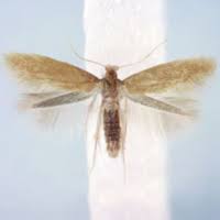 Attēlu rezultāti vaicājumam “Tischeriidae”