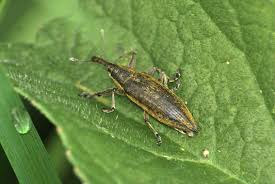 Attēlu rezultāti vaicājumam “Lixus iridis”