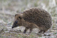 Attēlu rezultāti vaicājumam “Insectivora”