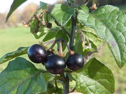 Attēlu rezultāti vaicājumam “Solanum nigrum”