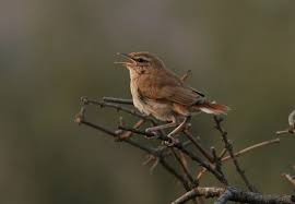 Image result for Cercotrichas galactotes