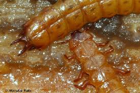 Attēlu rezultāti vaicājumam “Cucujus cinnaberinus larva”