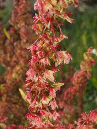 Attēlu rezultāti vaicājumam “Rumex obtusifolius flower”