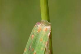 Attēlu rezultāti vaicājumam “Agrostis capillaris”