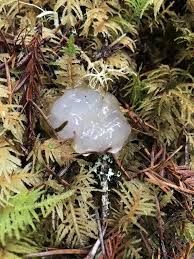 Attēlu rezultāti vaicājumam “Myxarium nucleatum”