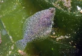 Image result for Parophrys vetulus