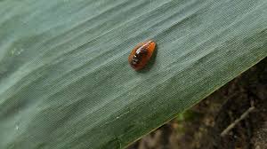 Attēlu rezultāti vaicājumam “Leiodidae larva”