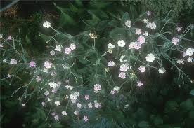 Image result for Lychnis coronaria alba