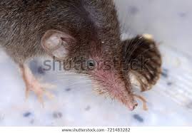 Attēlu rezultāti vaicājumam “Sorex araneus”