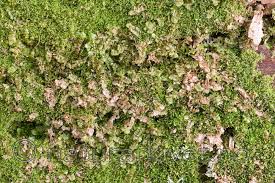 Attēlu rezultāti vaicājumam “Calypogeia suecica”