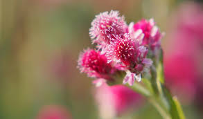 Attēlu rezultāti vaicājumam “Antennaria dioica fruit”