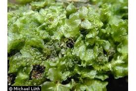 Attēlu rezultāti vaicājumam “Pellia”