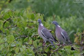 Attēlu rezultāti vaicājumam “Columba palumbus adult”